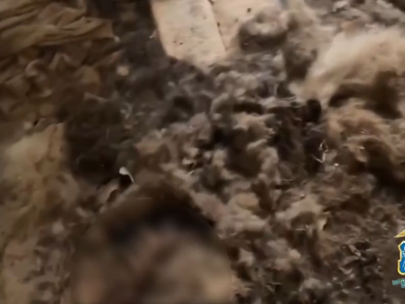 По факту жестокого обращения с животными в аксайском приюте возбудили уголовное дело