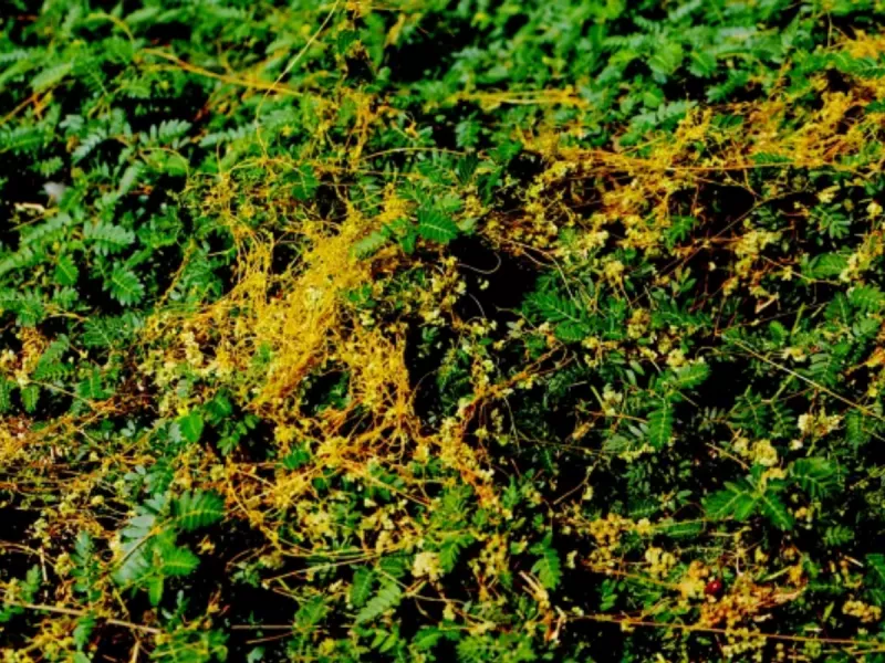 Карантин из-за вредоносной повилики ввели под Ростовом на площади более 500 гектаров