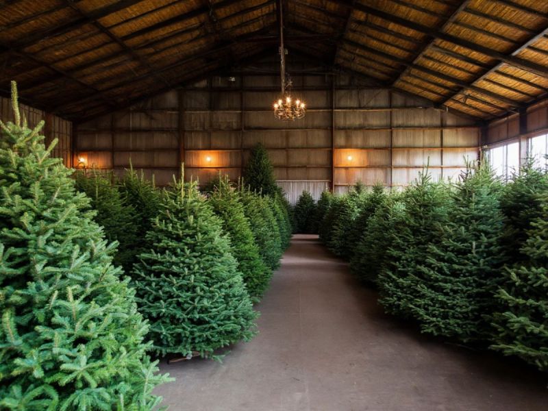 В Ростовской области жители смогут бесплатно срубить елку к Новому году