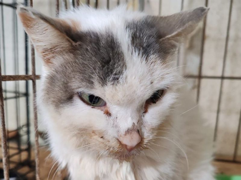 Волонтеры из Ростовской области спасают кошку с рядом неизлечимых болезней