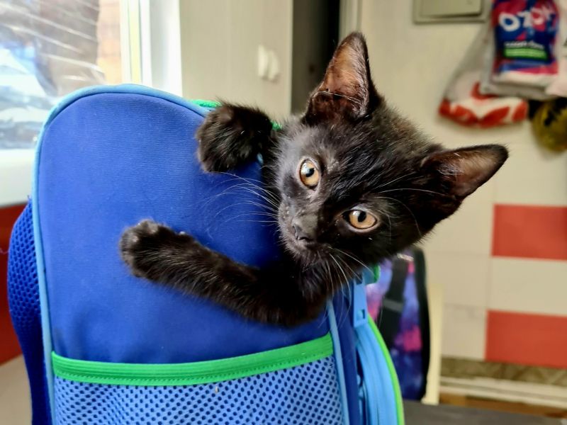 В Ростовской области спасают котенка с редким врожденным вывихом коленных суставов