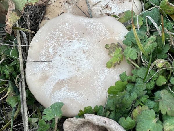 В лесах Ростовской области находят замороженные грибы