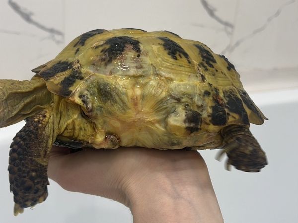 Врач из Ростова спасла черепахе панцирь, который отгрызла собака