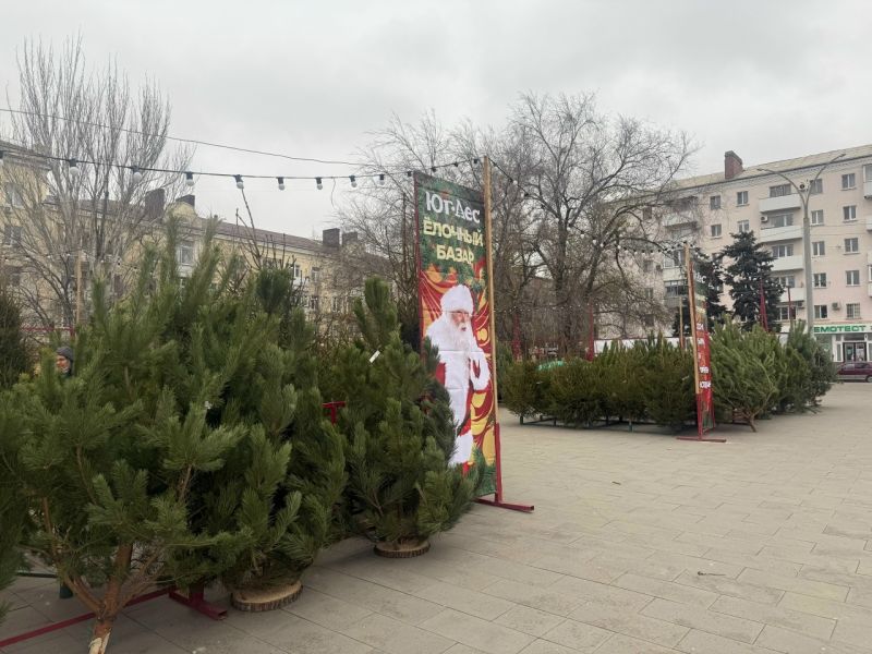 Во сколько обойдется ростовчанам живая елка к Новому году