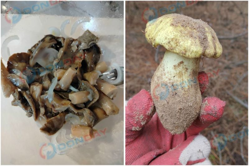 Грибники Ростовской области раскрыли секрет маринования подзеленков