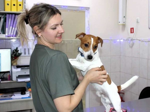 Госветлечебницы Ростова опубликовали график на январские праздники