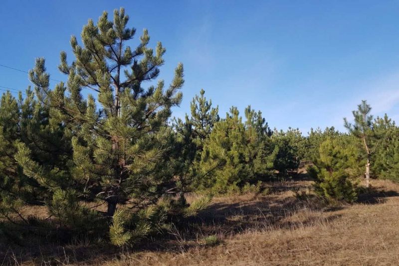 В Ростовской области усилен контроль за сохранностью лесных ресурсов