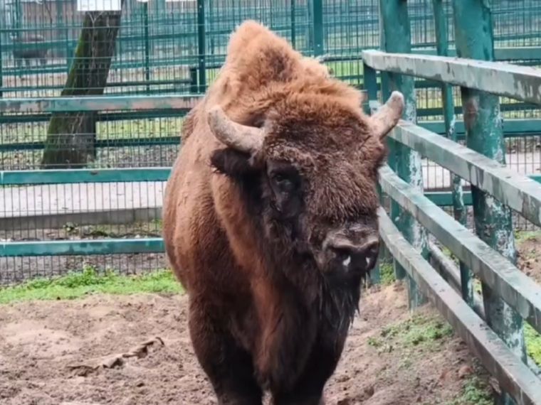 Зубр из зоопарка Ростова-на-Дону отправился на временное содержание в Барнаульский зоопарк