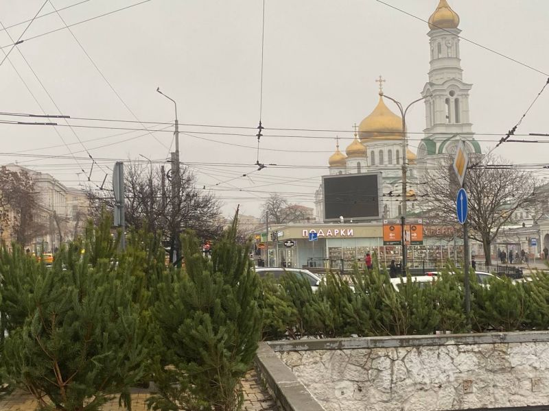 Елочный базар открылся на Центральном рынке в Ростове