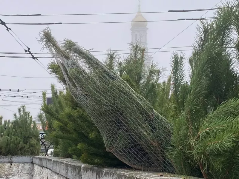 Ростовчанам рассказали, в каких случаях грозит тюрьма за самовольно срубленную елку