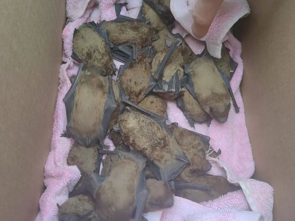 Еще 10 летучих мышей погибли из-за падения с высотки в Ростове
