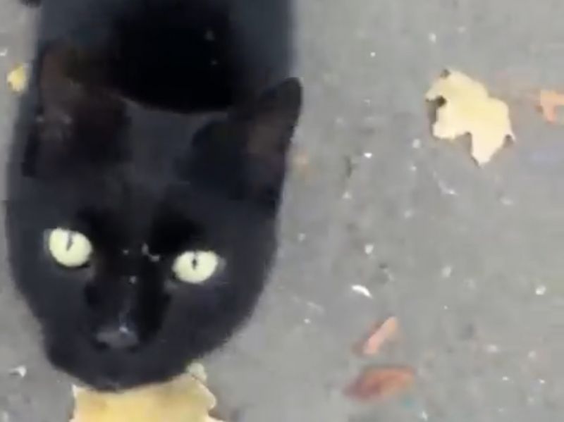 В Ростовской области волонтеры помогли коту с выпавшим кишечником