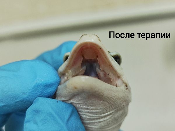 Ветврач из Ростова спасла ящерицу с нагноением во рту