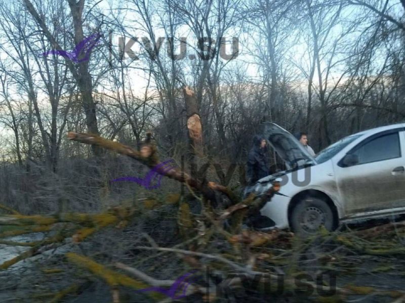 Упавшие деревья и отключения света: Последствия непогоды в Ростовской области