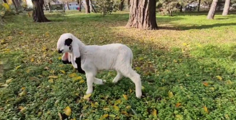 В Ростовском зоопарке в стаде лойских овец случилось прибавление – родились четыре ягненка