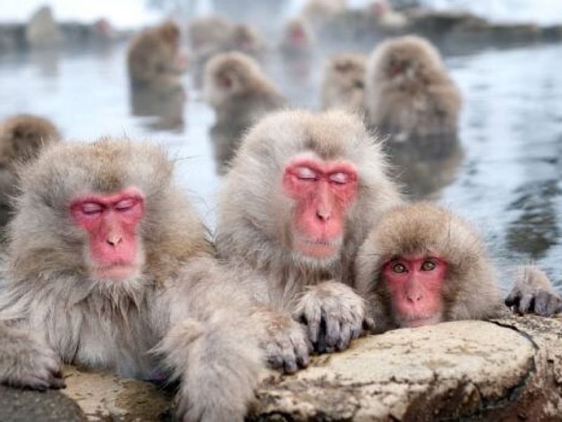 В донской парк "Малинки" из Италии приехали 24 японских макаки