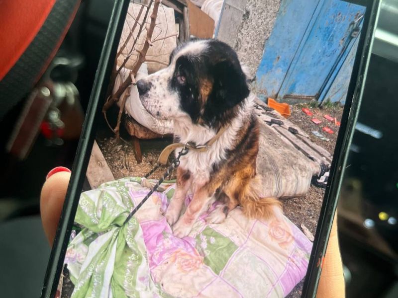 В приюте под Ростовом обнаружены сотни погибших животных