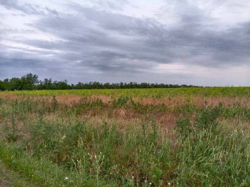 В Ростовской области в полях обнаружили тело пожилой женщины