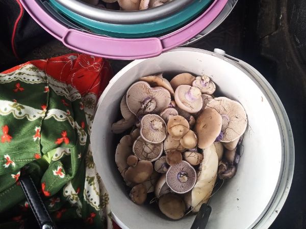 В Ростовской области появились первые зимние грибы