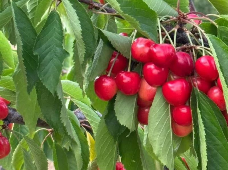 В Новочеркасске за 12 млн рублей продается черешневый сад с техникой