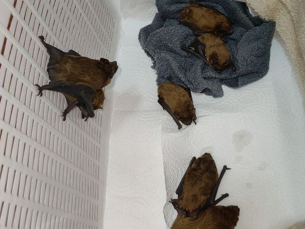 В Ростове ветеринары борются за жизни упавших с многоэтажки летучих мышей
