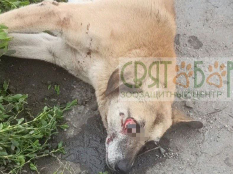 Донские волонтеры спасают сбитого пса с черепно-мозговой травмой и выбитым глазом