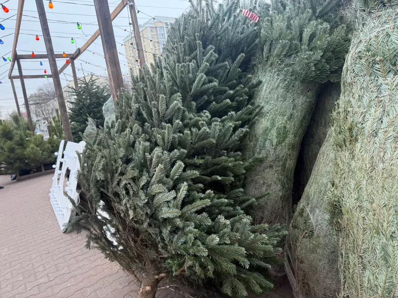 В Ростове с 18 января заработают 11 пунктов приема новогодних елок