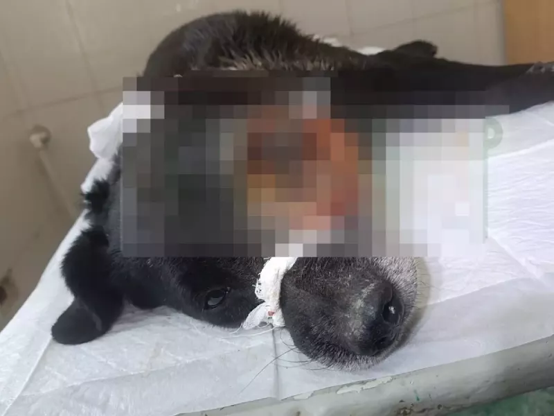 В Шахтах собака с огромной опухолью на голове скончалась