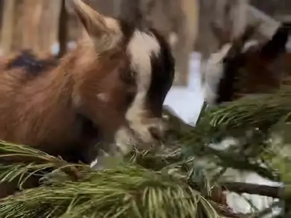 В донской парк «Малинки» доставили животным два КАМАЗа елок