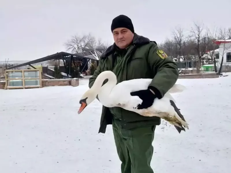 В Ростовской области житель СНТ «Заря» спас замерзшего лебедя