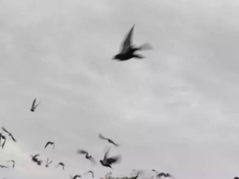 Над Ростовской областью уничтожили два беспилотника в ночь на 3 января