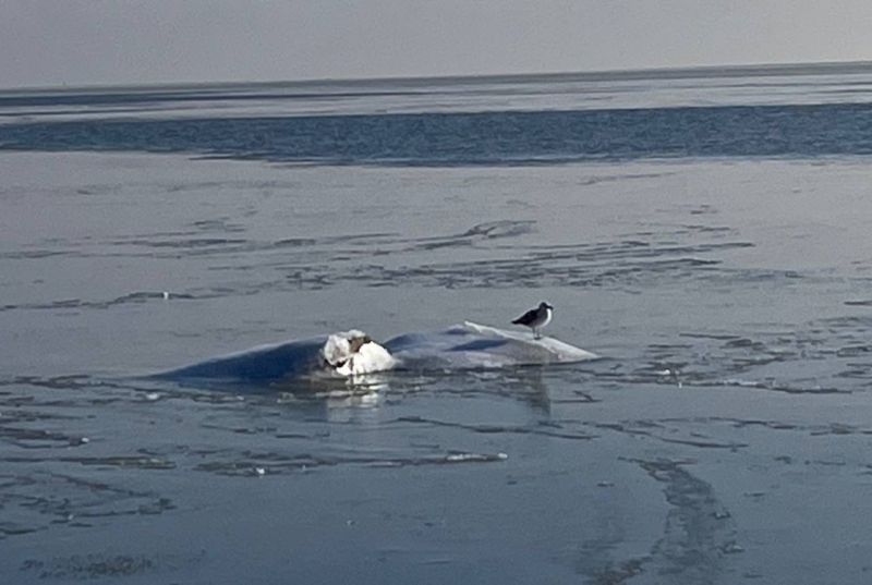 Рыбаки раскрыли секреты зимней рыбалки в Ростовской области: топ-5 самых «рыбных» мест