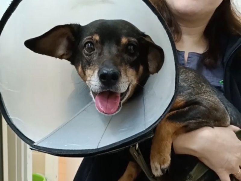 Парализованному псу Мите из Ростовской области провели еще одну сложную операцию