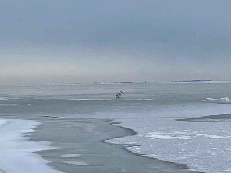 Жители Таганрога спасли пеликана с травмой крыла, вмерзшего в лед