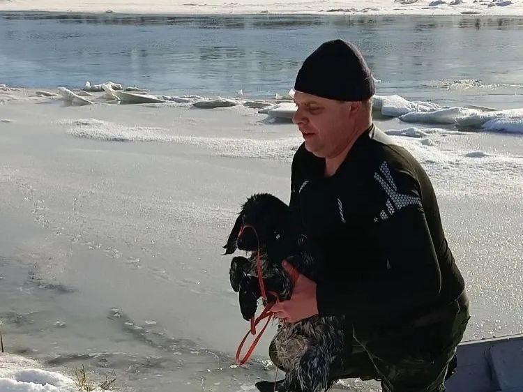 В Ростовской области спасатели вызволили спаниеля из ледяной полыньи