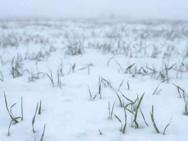 В Ростовской области взошло около 100 процентов озимых