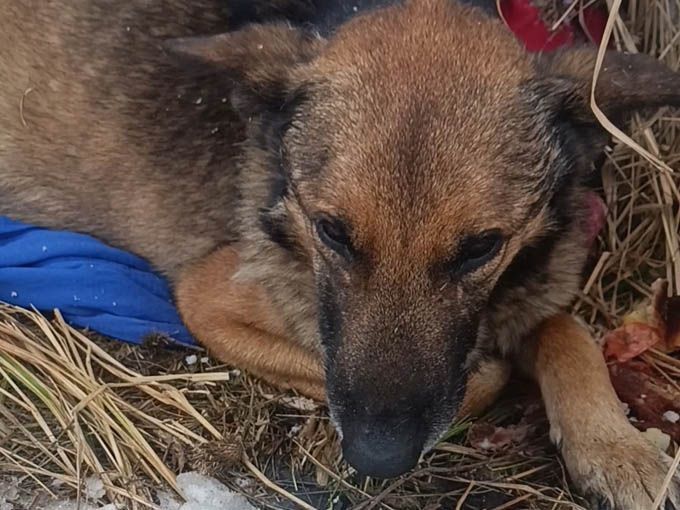 В Шахтах волонтёры пытаются спасти собаку с тяжёлыми травмами ЖКТ