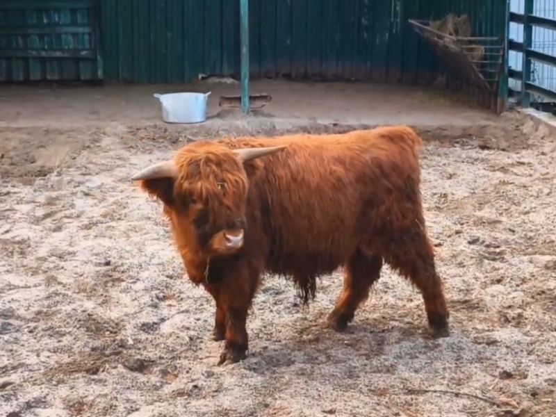 В Ростовском зоопарке – пополнение: из парка Лога прибыл молодой бычок породы хайленд