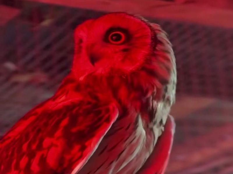 В парке «Малинки» болотную сову Мотю переселили