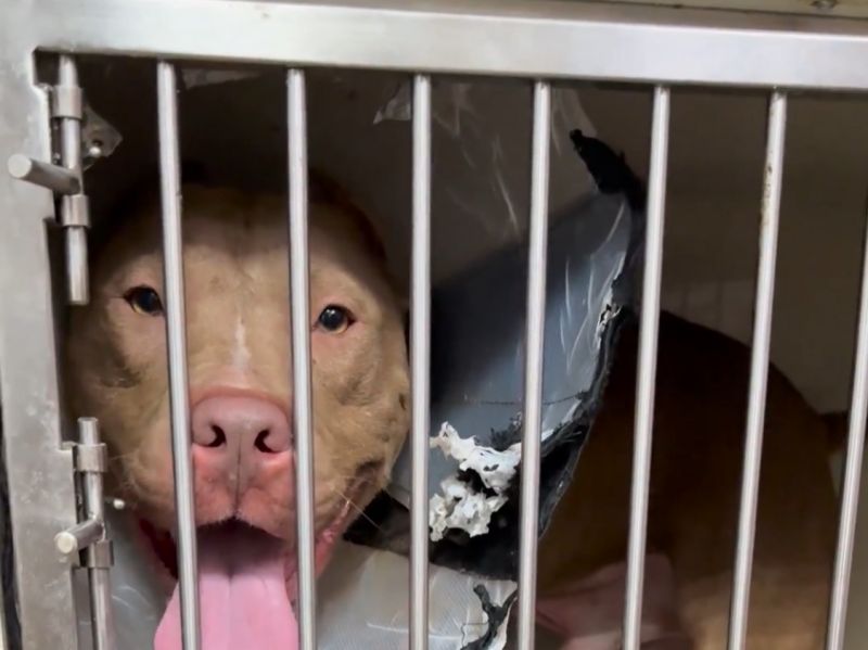 Донские волонтеры ищут новую семью и дом для  питбуля с открытым переломом