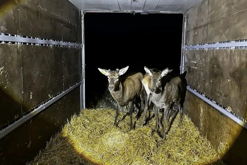 В Ростовской области за год в природу выпустили более 16,5 тыс. животных