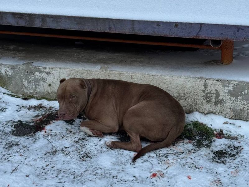 В Ростовской области ветеринары спасли питбуля со сложным переломом после ДТП