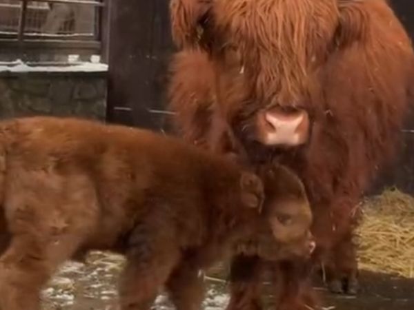 В Ростовской области парк «Лога» пополнился теленком коровы