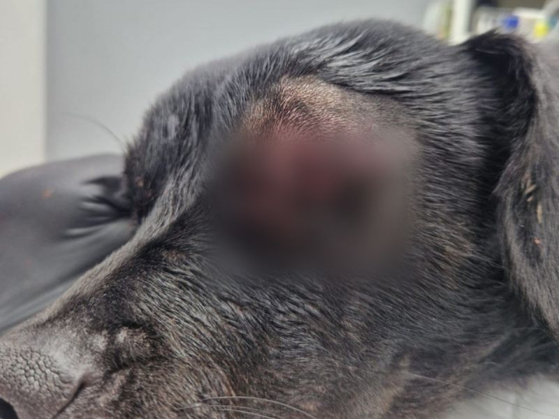 Дворняжке в Ростовской области удалили больной глаз