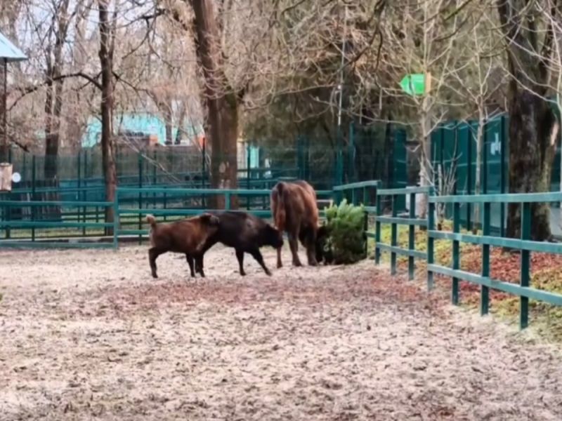 В Ростовский-на-Дону зоопарк после Нового года передали нераспроданные ели