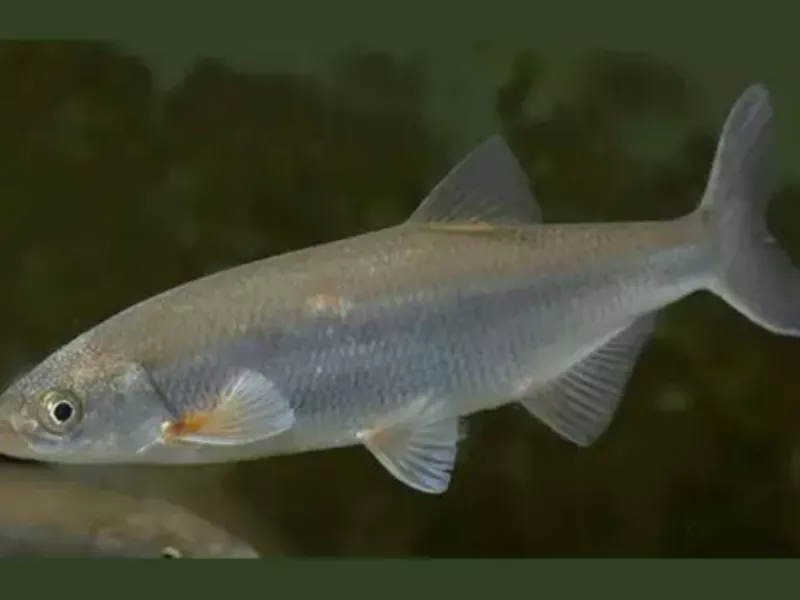 Донской браконьер выплатит свыше 6 миллионов рублей за незаконный промысел