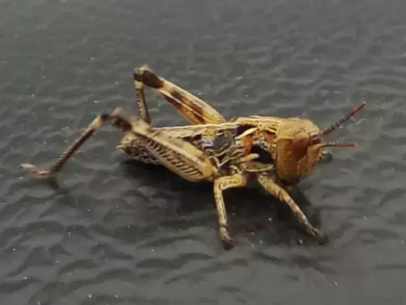 В 11 районах Ростовской области в 2026 году прогнозируют нашествие саранчовых