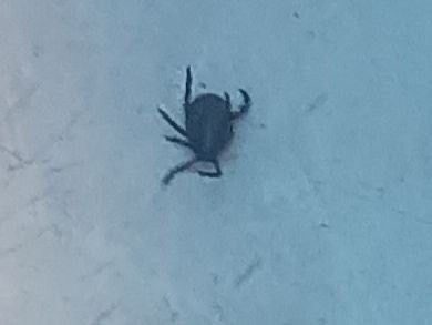 Ростовчане сообщили об активизации клещей