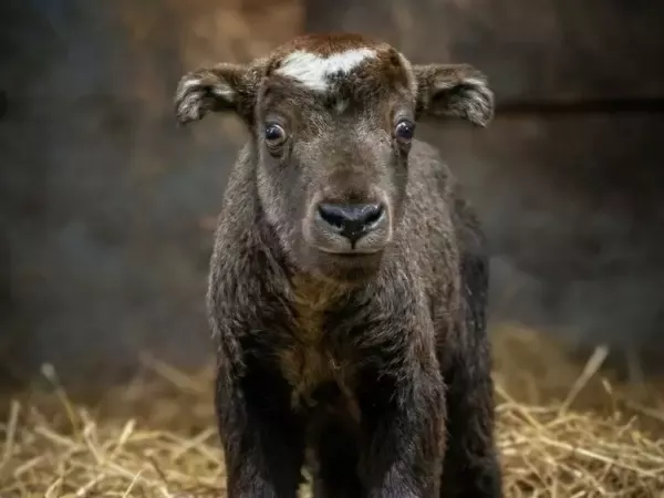 В Ростовском-на-Дону зоопарке такину мишми выбрана кличка