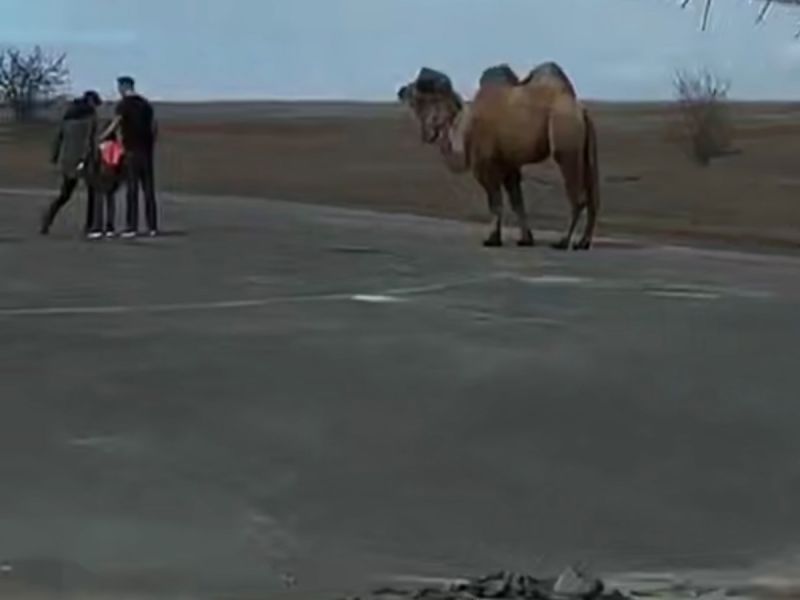 В Ростовской области на трассе водители заметили верблюда